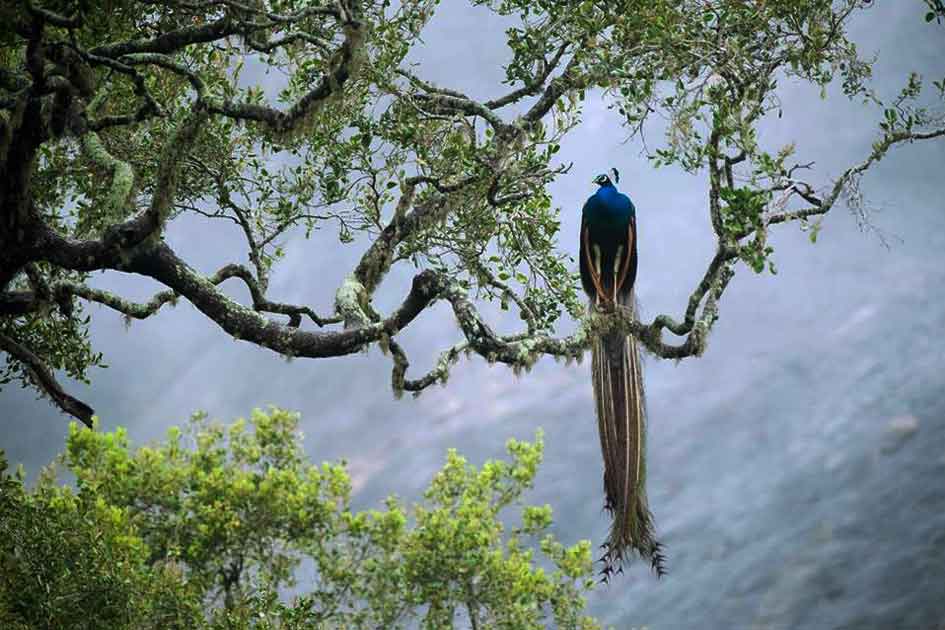 Bird Watching Experience